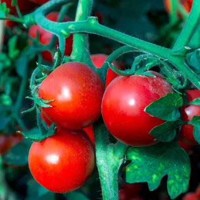 Paradajka Tornado F1 - Solanum lycopersicum - semená - 20 ks