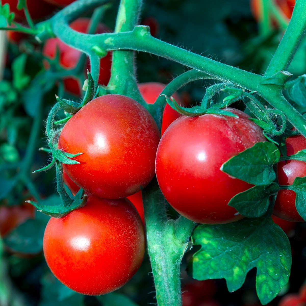 Paradajka Tornado F1 - Solanum lycopersicum - semená - 20 ks