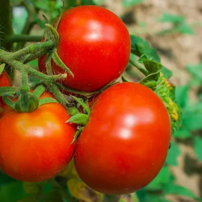 Paradajka Tornado F1 - Solanum lycopersicum - semená - 20 ks