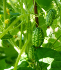 Mexická miniuhorka - Melothria scabra - semená cucamelona - 5 ks