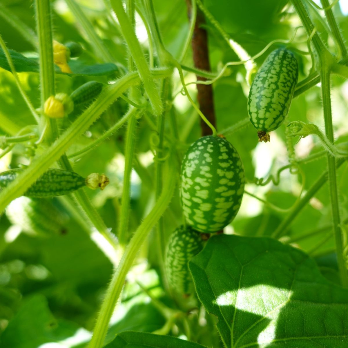 Mexická miniuhorka - Melothria scabra - semená cucamelona - 5 ks