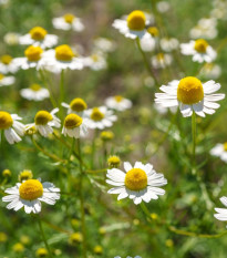 Harmanček pravý - Matricaria recutita - semená - 600 ks