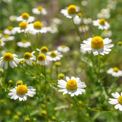 Harmanček pravý - Matricaria recutita - semená - 600 ks