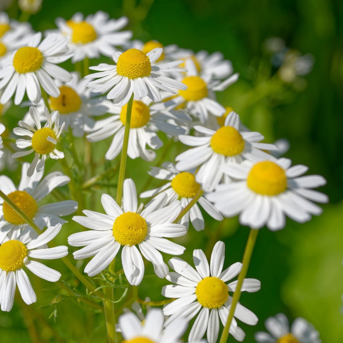 Harmanček pravý – Matricaria recutita – semená