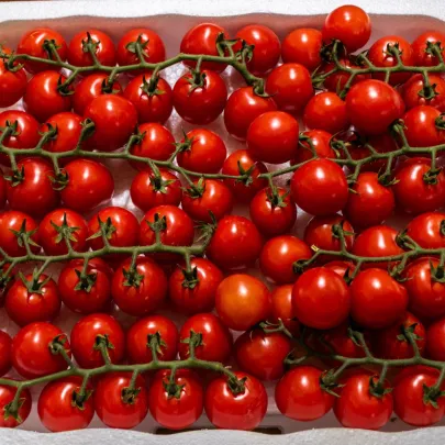 Paradajka Gourmelito F1 - Solanum lycopersicum - semená - 6 ks