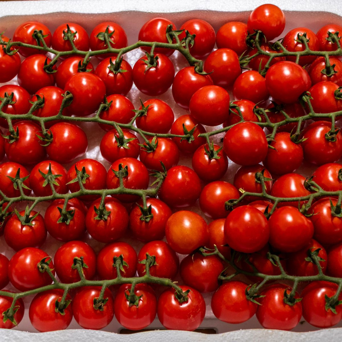 Paradajka Gourmelito F1 - Solanum lycopersicum - semená - 6 ks