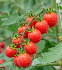 Paradajka Gourmelito F1 - Solanum lycopersicum - semená - 6 ks