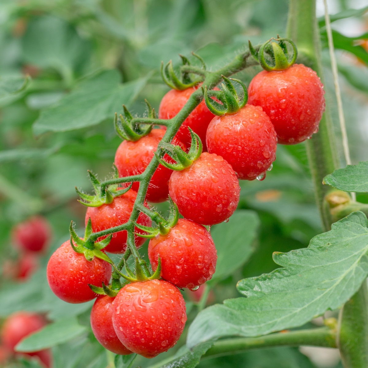 Paradajka Gourmelito F1 - Solanum lycopersicum - semená - 6 ks