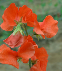 Hrachor Spring Sunshine Orange - Lathyrus odoratus - semená - 12 ks