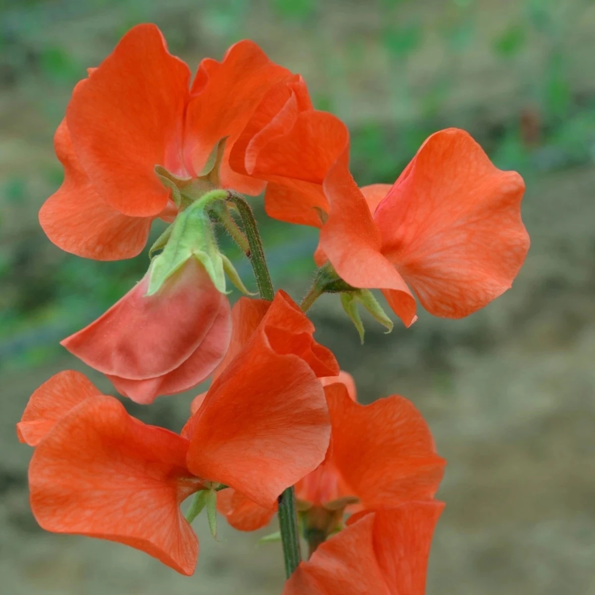 Hrachor Spring Sunshine Orange - Lathyrus odoratus - semená - 12 ks