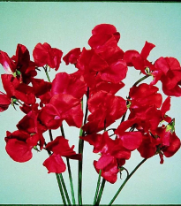 Hrachor Elegance Scarlet - Lathyrus odoratus - semená - 20 ks