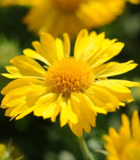 Kokarda veľkokvetá Mesa Yellow - Gaillardia grandiflora - semená - 10 ks