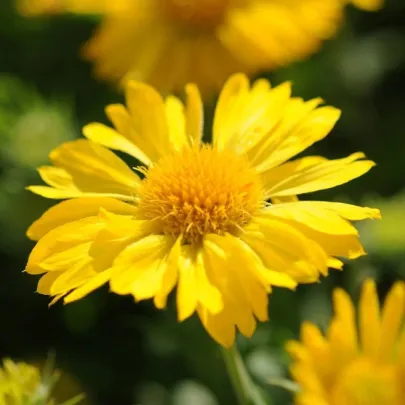 Kokarda veľkokvetá Mesa Yellow - Gaillardia grandiflora - semená - 10 ks