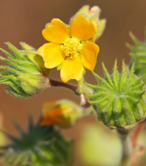 Podslnečník Theophrastov - Abutilon theophrasti - semená - 40 ks