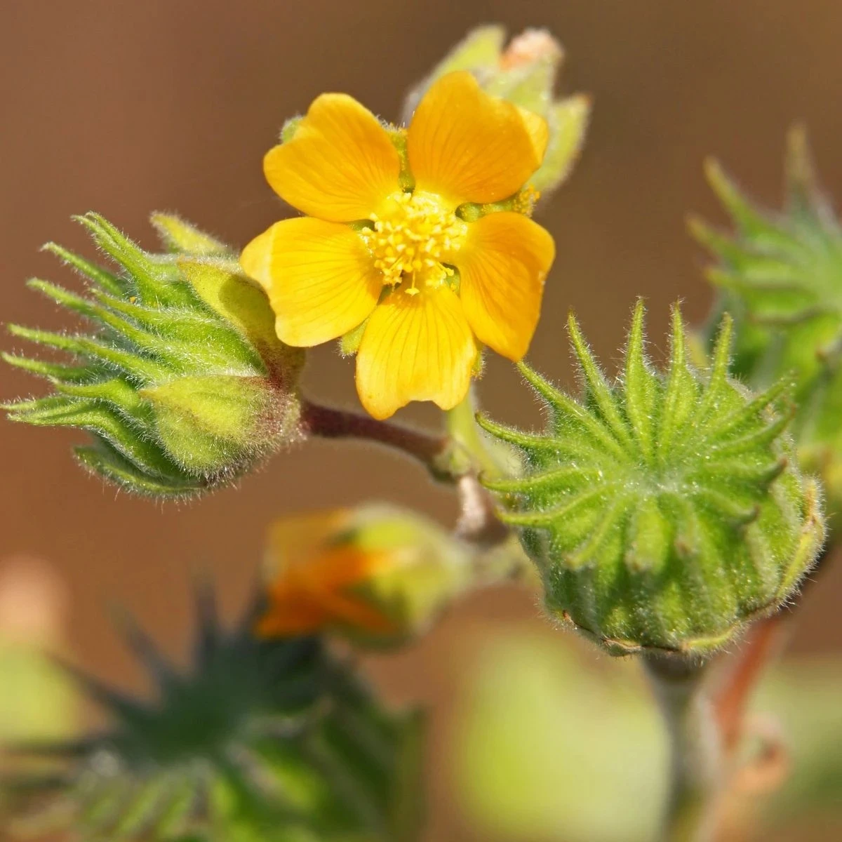 Podslnečník Theophrastov - Abutilon theophrasti - semená - 40 ks