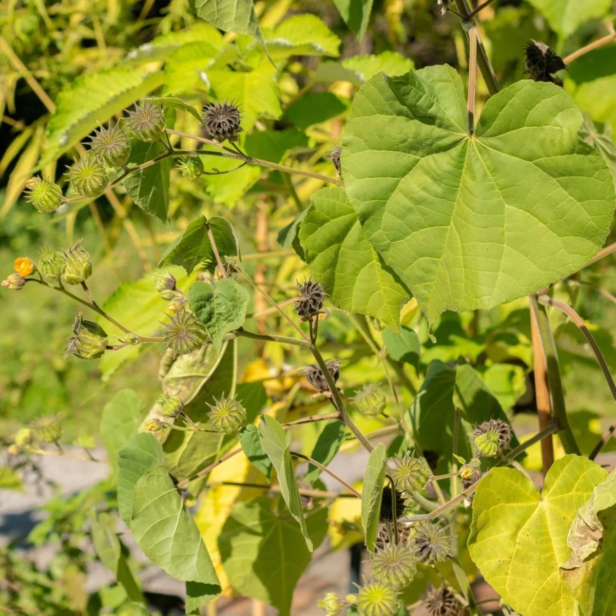 Podslnečník Theophrastov - Abutilon theophrasti - semená - 40 ks