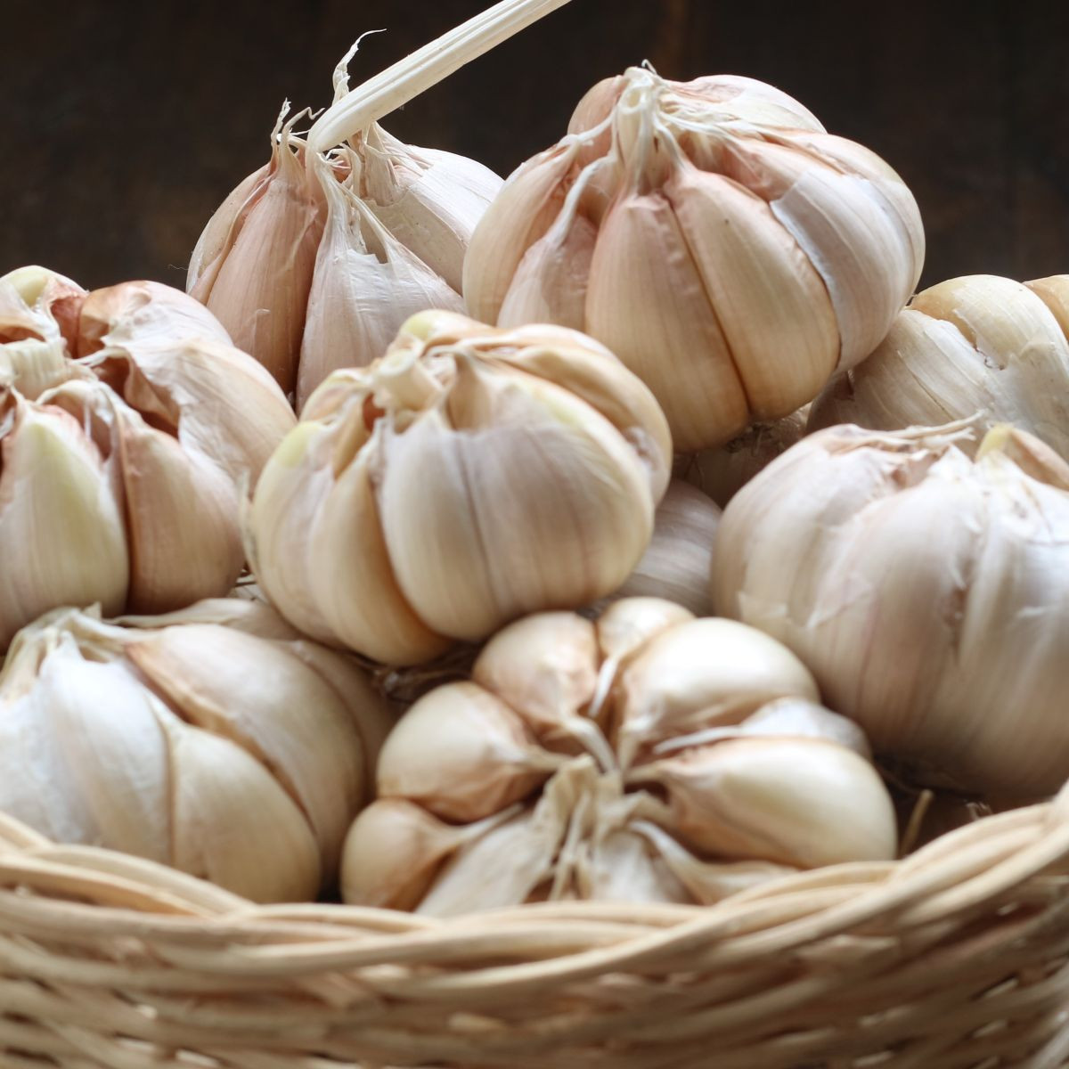 Sadbový česnek Garpek - Allium sativum - paličák - cibule česneku - 1 balení