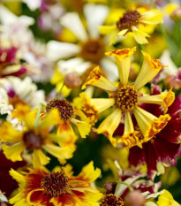 Krásnoočko Sea Shells Mix - Coreopsis hybrida - semená - 50 ks