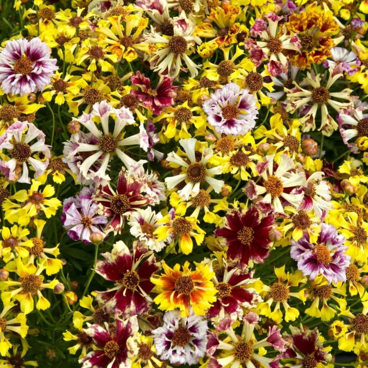 Krásnoočko Sea Shells Mix - Coreopsis hybrida - semená - 50 ks