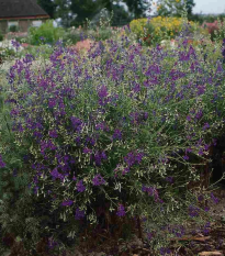 Ostrôžka Blue Cloud - Delphinium consolida - semená - 50 ks