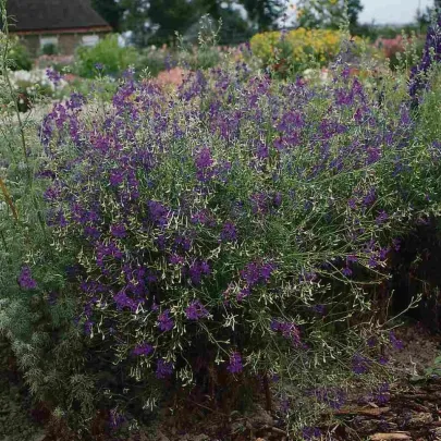 Ostrôžka Blue Cloud - Delphinium consolida - semená - 50 ks