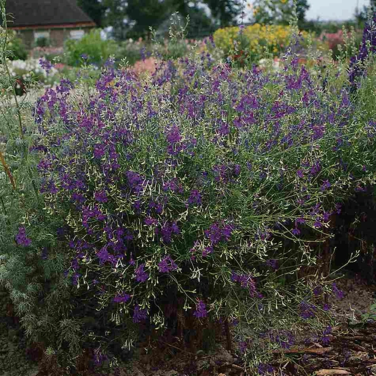 Ostrôžka Blue Cloud - Delphinium consolida - semená - 50 ks