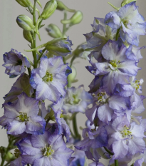 Ostrôžka Fancy Purple Picotee - Delphinium consolida - semená - 50 ks