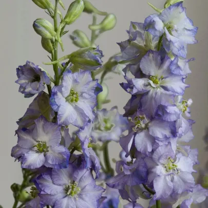 Ostrôžka Fancy Purple Picotee - Delphinium consolida - semená - 50 ks