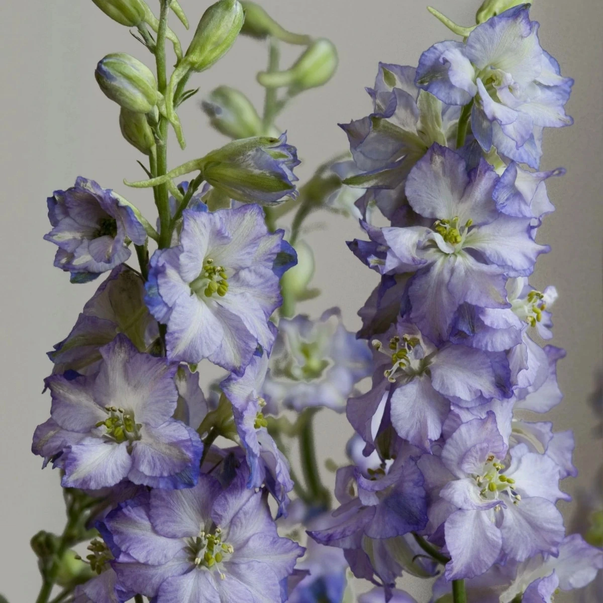 Ostrôžka Fancy Purple Picotee - Delphinium consolida - semená - 50 ks