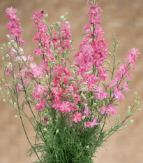 Ostrôžka King Size Scarlet - Delphinium consolida - semená - 50 ks