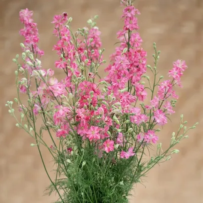 Ostrôžka King Size Scarlet - Delphinium consolida - semená - 50 ks