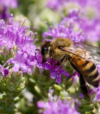 Materina dúška - Thymus serpyllum - semená - 500 ks