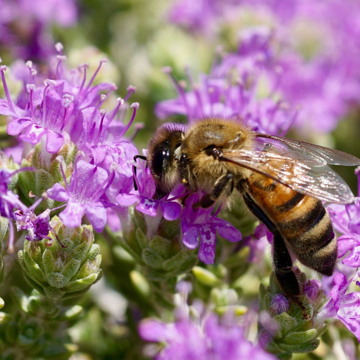 Materina dúška - Thymus serpyllum - semená - 500 ks