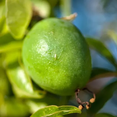 Mučenka pleťová - Passiflora incarnata - semená - 4 ks