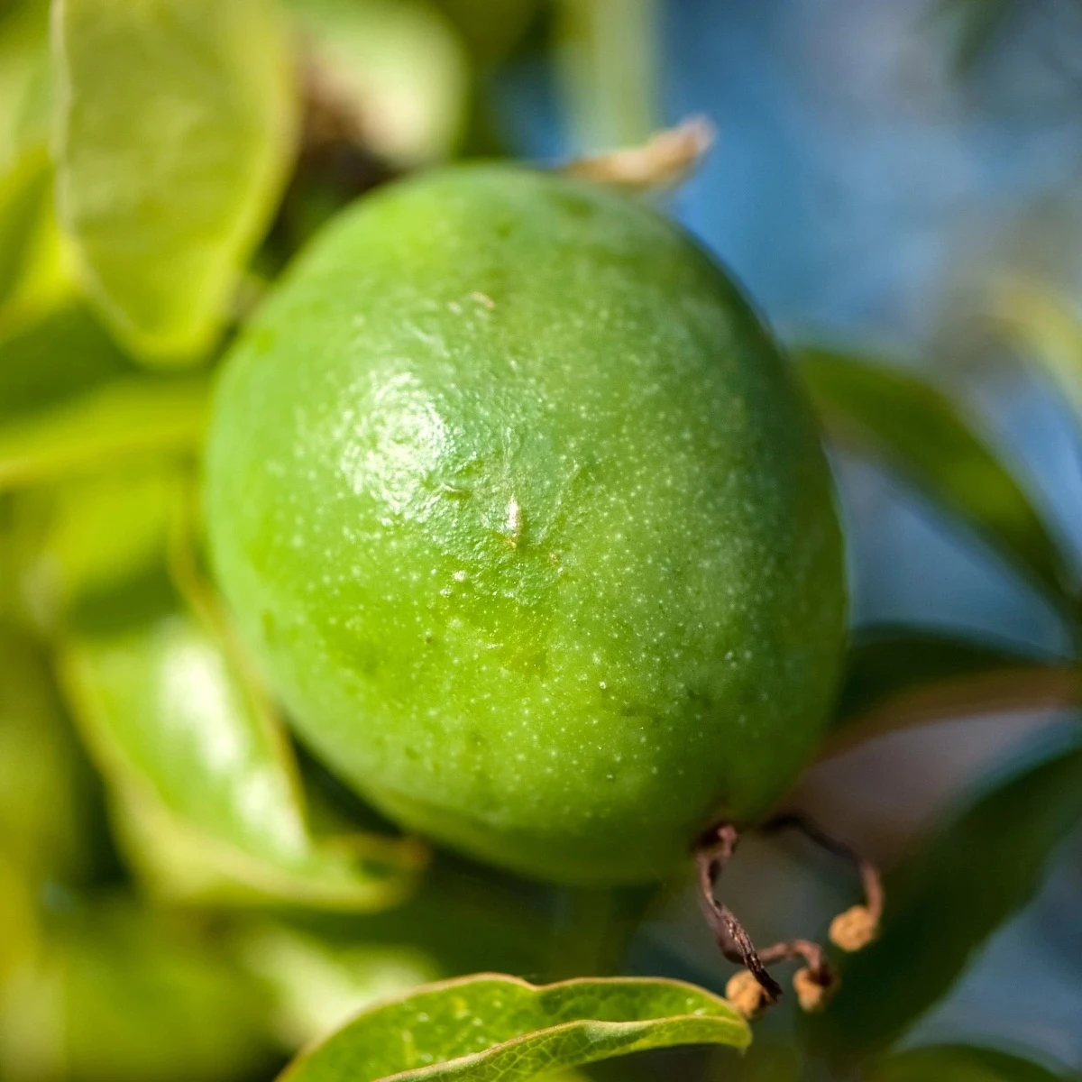 Mučenka pleťová - Passiflora incarnata - semená - 4 ks