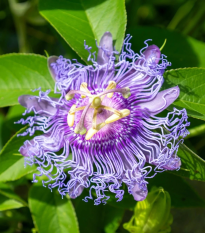 Mučenka pleťová - Passiflora incarnata - semená - 4 ks