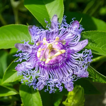 Mučenka pleťová - Passiflora incarnata - semená - 4 ks