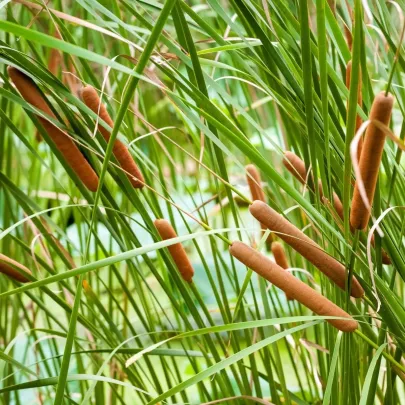 Pálka úzkolistá - Typha angustifolia - semená pálky - 15 ks