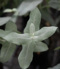 Eukalyptus globulus Styx - Blahovičník - Eucalyptus globulus - semená - 6 ks