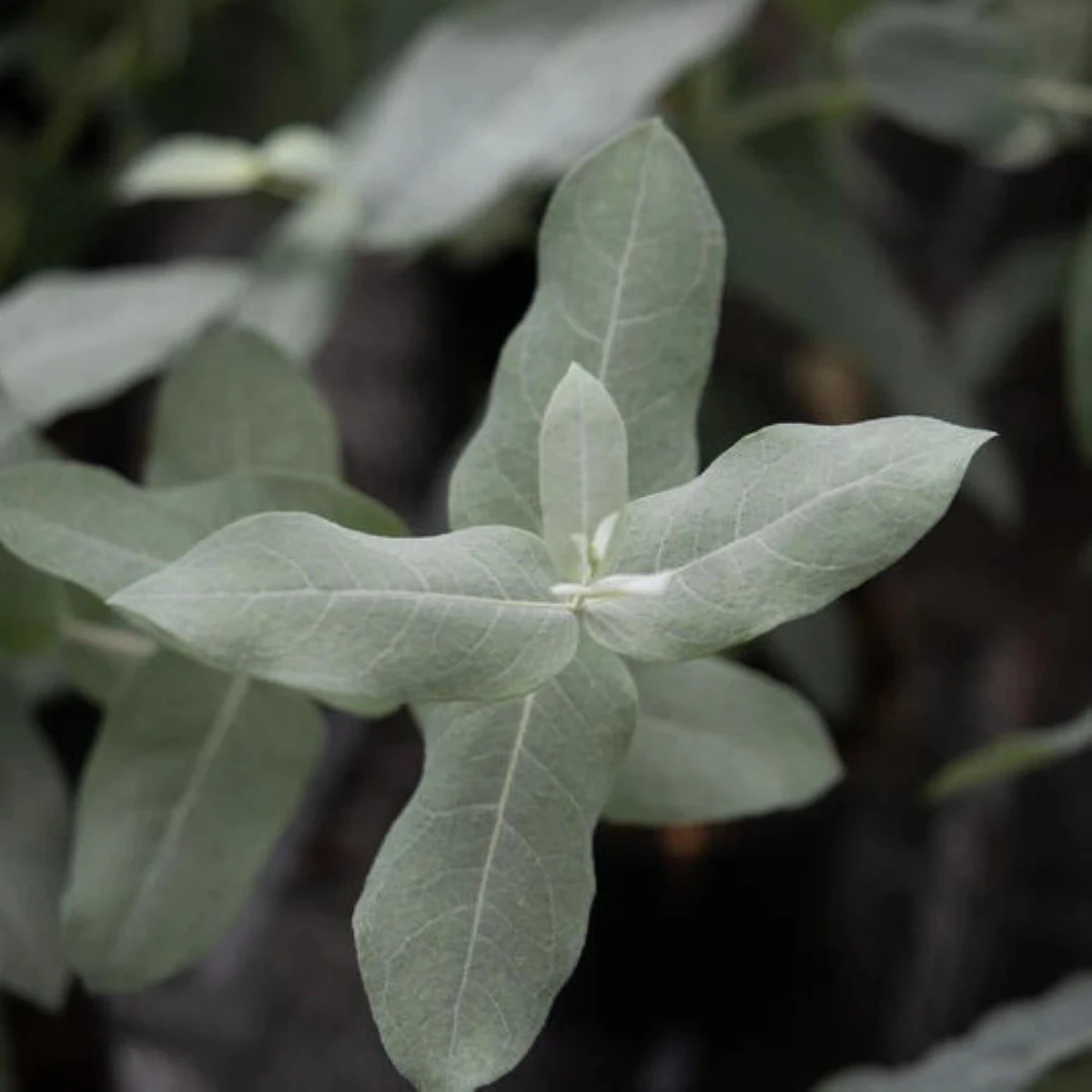 Eukalyptus globulus Styx - Blahovičník - Eucalyptus globulus - semená - 6 ks