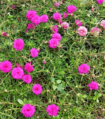 Portulaka veľkovetá Sundial Fuchsia F1 - Portulaca grandiflora - semená - 80 ks
