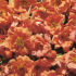 Portulaka veľkovetá Sundial Tangerine F1 - Portulaca grandiflora - semená - 80 ks