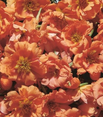 Portulaka veľkovetá Sundial Tangerine F1 - Portulaca grandiflora - semená - 80 ks