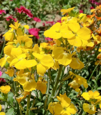 Cheirant voňavý Sugar Rush F1 Yellow - Cheiranthus cheiri - semená - 20 ks