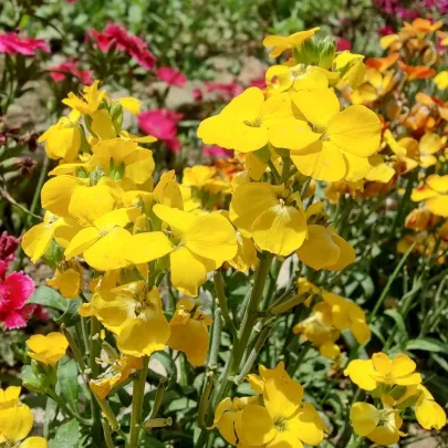 Cheirant voňavý Sugar Rush F1 Yellow - Cheiranthus cheiri - semená - 20 ks