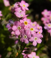 Nezábudka lesná Rosylva - Myosotis sylvatica - semená - 60 ks