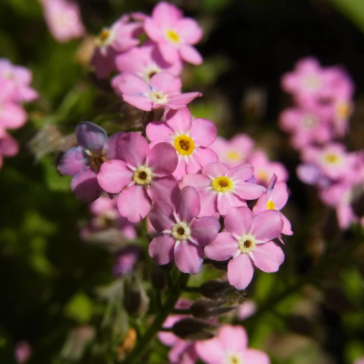 Nezábudka lesná Rosylva - Myosotis sylvatica - semená - 60 ks