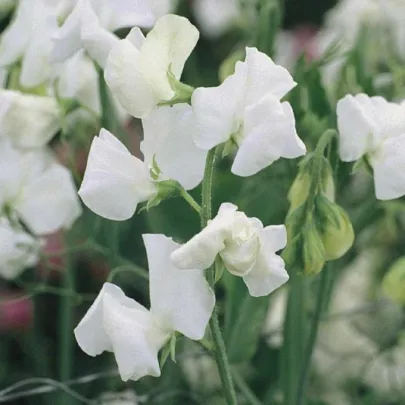 Hrachor Elegance White - Lathyrus odoratus - semená - 20 ks