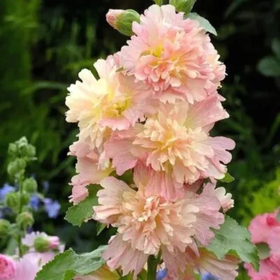 Topoľovka ružová Spring Celebrities Apricot - Alcea rosea - semená - 10 ks