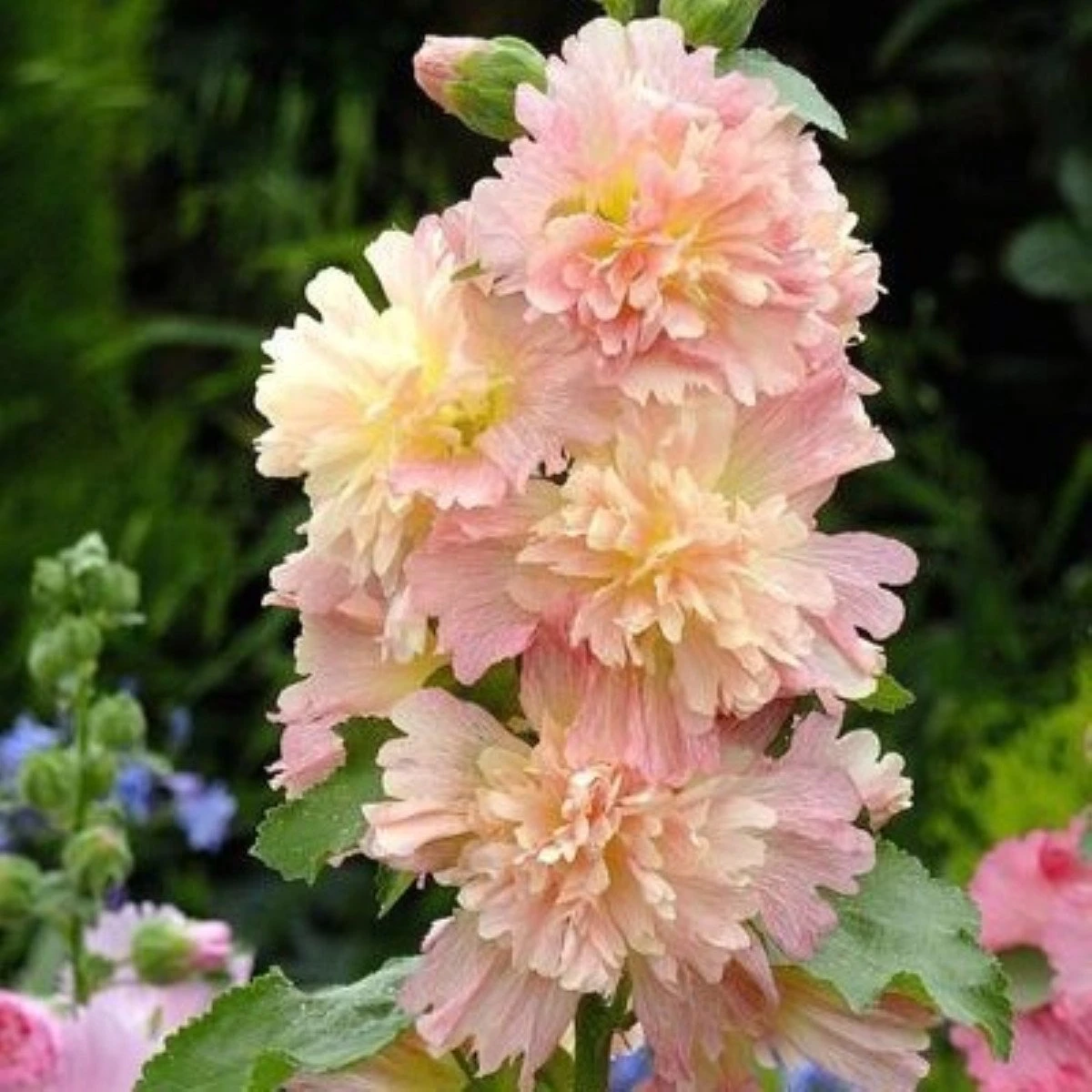 Topoľovka ružová Spring Celebrities Apricot - Alcea rosea - semená - 10 ks